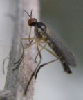 Lundstroemiella hybotina